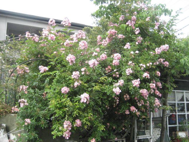 f0139520_17484795.jpg