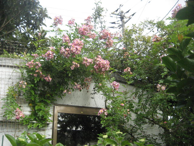 f0139520_1752963.jpg