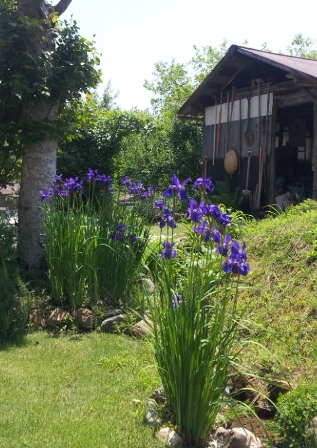 紫の花と芝生の穴 古民家と 畑と庭とそのまた向こう