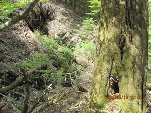 祖母山～メンノツラ谷～八丁越登山口_f0193521_564210.jpg