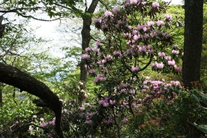f0193521_829612.jpg