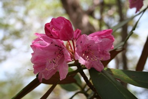 祖母山～メンノツラ谷～八丁越登山口_f0193521_8303942.jpg