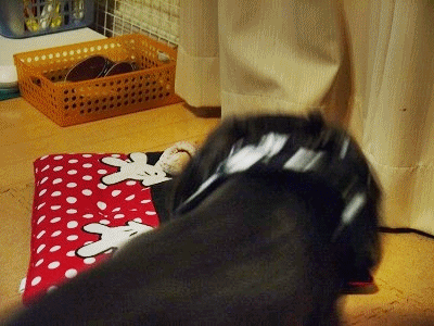 f0326925_22250645.gif