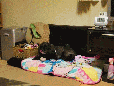 f0326925_22250673.gif