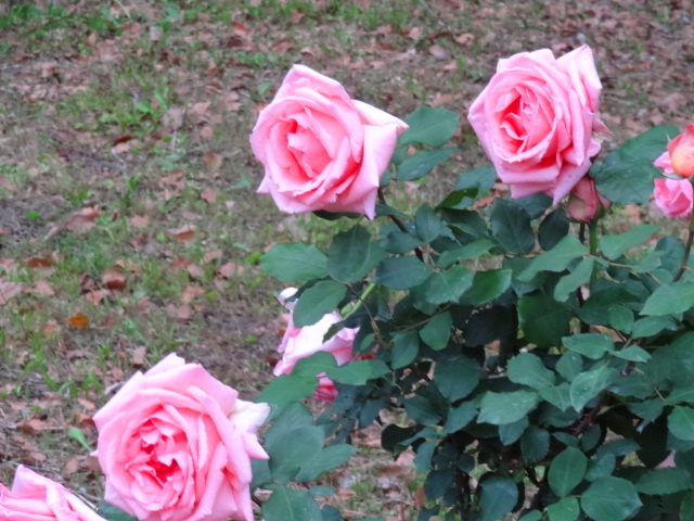e0016828_12293818.jpg