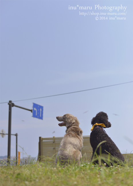 inu*maru チャリティ愛犬撮影会＠鎌人いち場　開催♪_d0045936_1231533.jpg