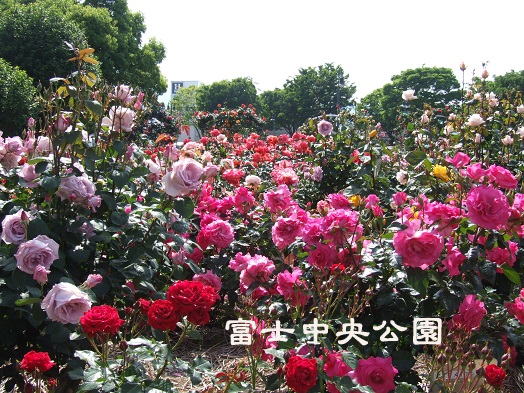 薔薇公園へ行ってきました。_b0089338_10414214.jpg