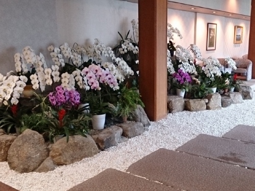 胡蝶蘭 三重県鳥羽市 life begins at forty 大好きな家族と暮らす日々の出来事 胡蝶蘭 三重県鳥羽市 life begins at forty 大好きな家族と暮らす日々の出来事