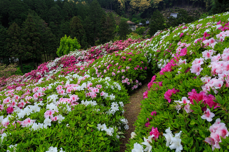 ツツジ咲き乱れる三室戸寺_f0155048_021453.jpg