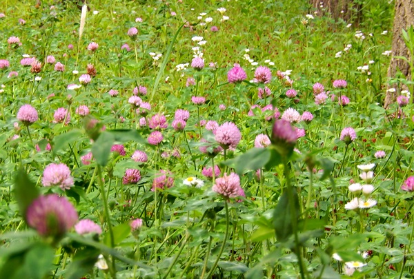                          　　　　　　　　雨が止んで・・・庭の花　5.15_d0075453_16343383.jpg