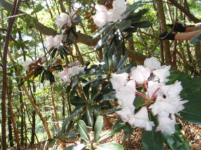 野江股谷／滝見尾根は紅白お花の回廊でした_c0097754_16114694.jpg