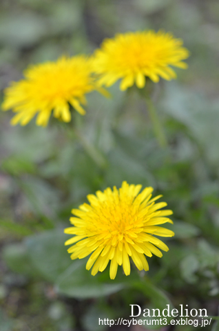 f0073254_2256205.jpg