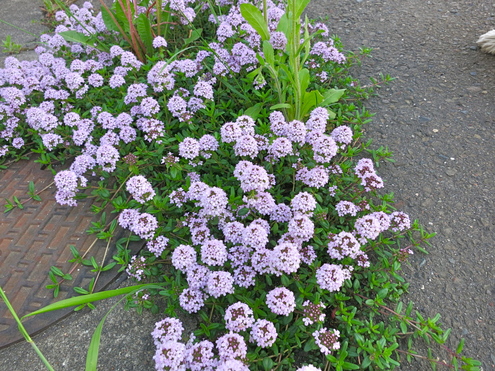名も知らぬ花達_c0260460_17192434.jpg