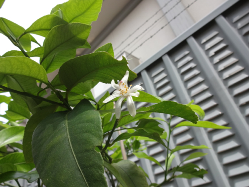 花と実と芽_c0133561_1443160.jpg