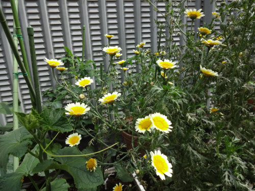 花と実と芽_c0133561_144527.jpg