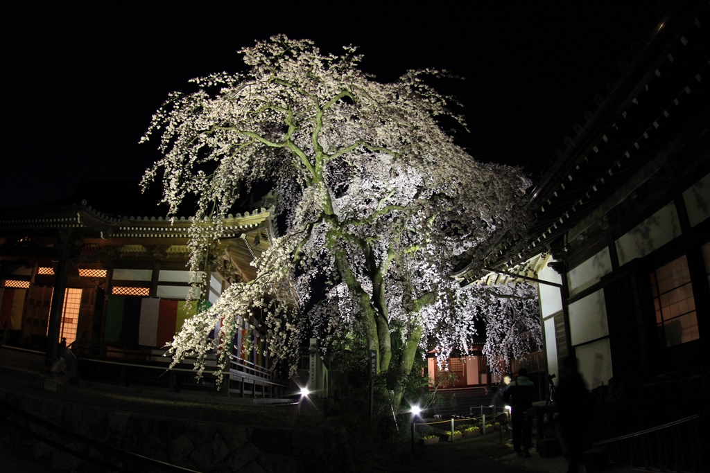 今治無量寺のしだれ桜 3 27 ひだまりパソコン 愛媛 今治無量寺のしだれ桜 3 27 ひだまりパソコン 愛媛