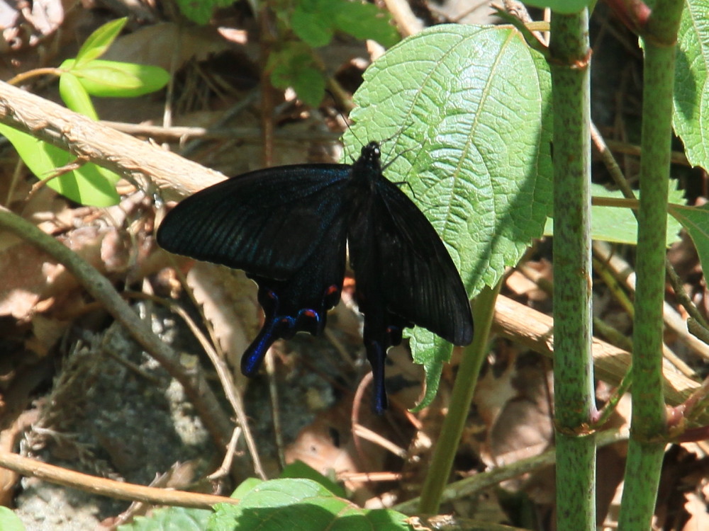 a0146869_53734.jpg