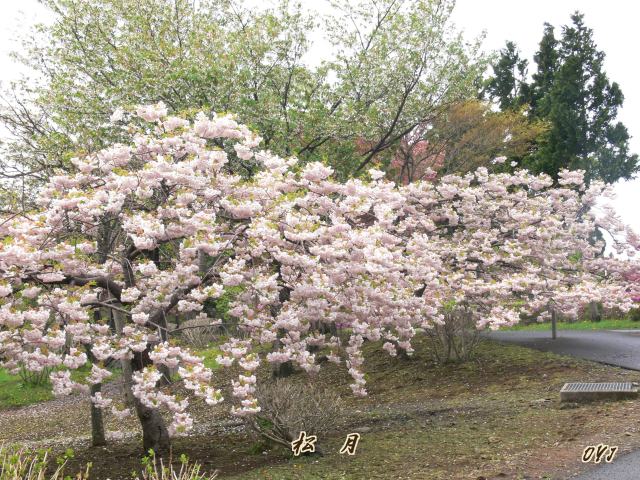 桜花『宅配便』松前さくら祭り終盤に_f0166871_7355324.jpg