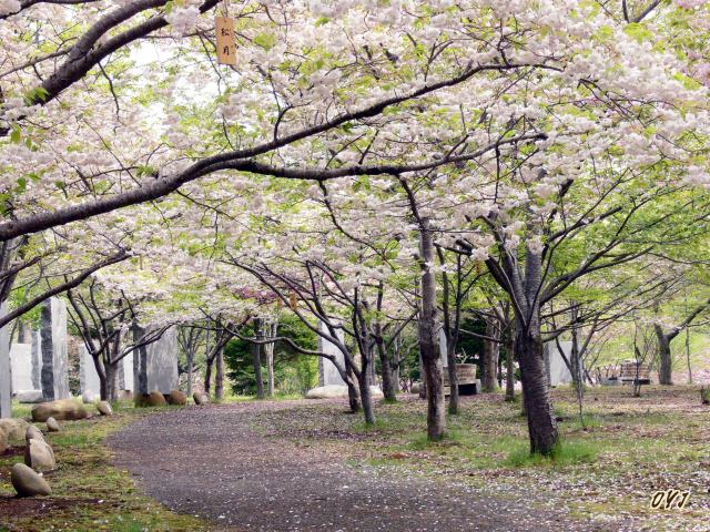 桜花『宅配便』松前さくら祭り終盤に_f0166871_7365571.jpg