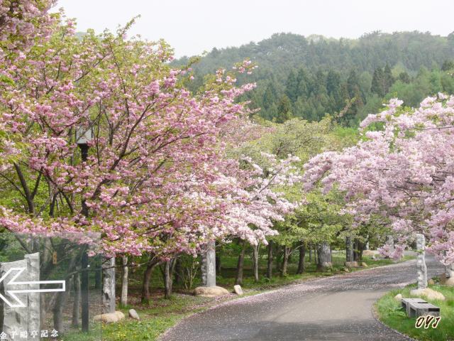 桜花『宅配便』松前さくら祭り終盤に_f0166871_7373343.jpg