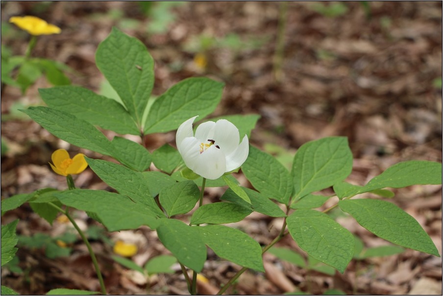 赤城自然園　チゴユリ_e0027083_7213192.jpg