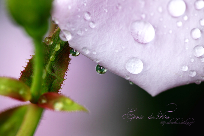 Drops on the rose_e0277585_17395869.jpg