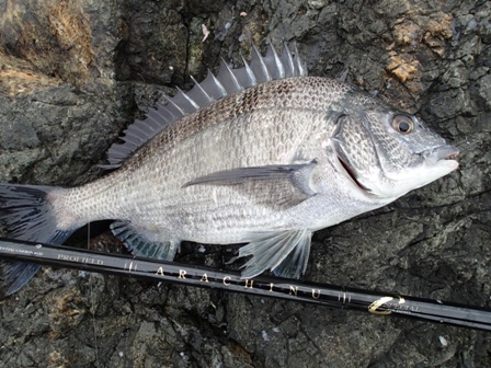 チヌ釣り＞＞大分県 鶴見 ナガレバエ : DAIKOスタッフの釣行日記