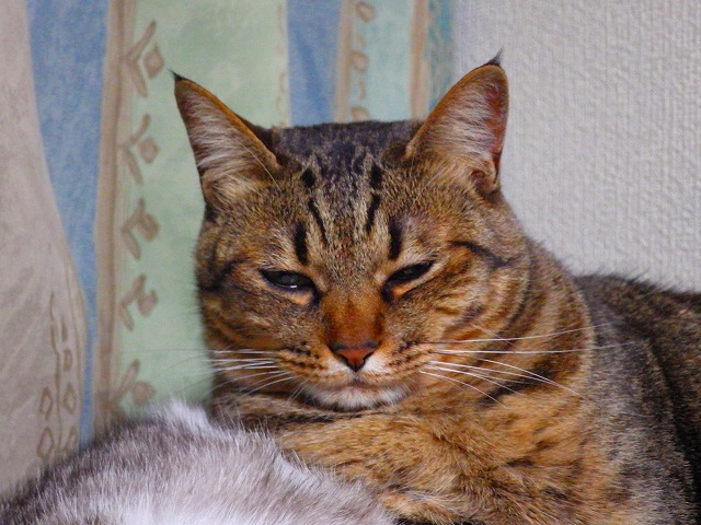 a0159490_16173090.jpg