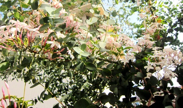 ユーカリの花? 甘い香り!_d0249193_12433289.jpg