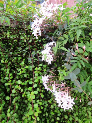 ユーカリの花? 甘い香り!_d0249193_1255226.jpg