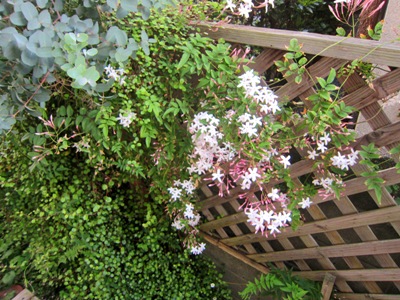 ユーカリの花? 甘い香り!_d0249193_1261186.jpg