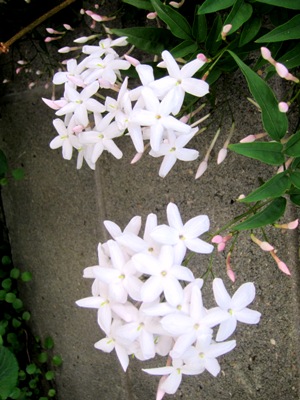 ユーカリの花? 甘い香り!_d0249193_1262588.jpg