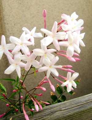 ユーカリの花? 甘い香り!_d0249193_127150.jpg