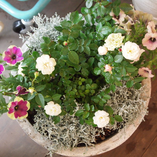 寄せ植えレッスン、皆さんの寄せ植えが完成_a0292194_2013549.jpg