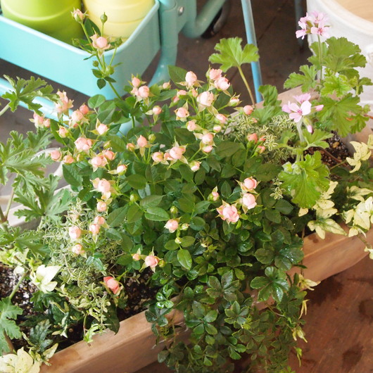 寄せ植えレッスン、皆さんの寄せ植えが完成_a0292194_20151642.jpg