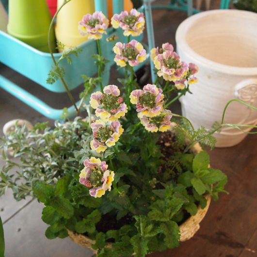 寄せ植えレッスン、皆さんの寄せ植えが完成_a0292194_2085252.jpg