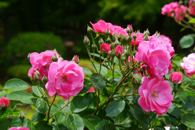 旧古河庭園の薔薇1_a0263109_15174080.jpg