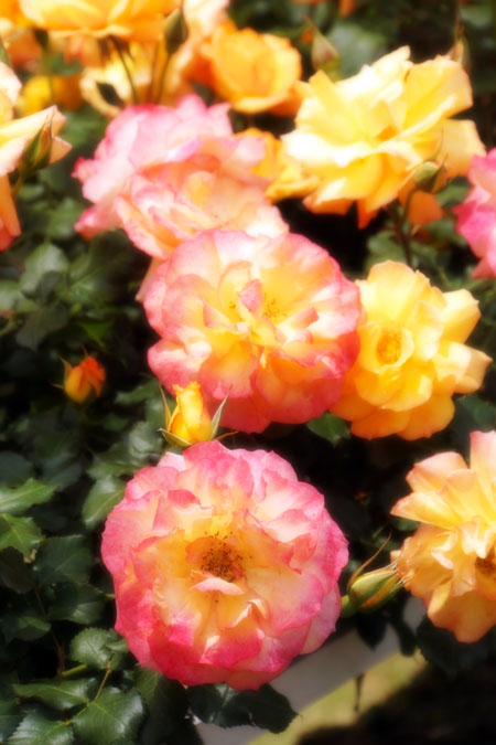 旧古河庭園の薔薇1_a0263109_15174430.jpg