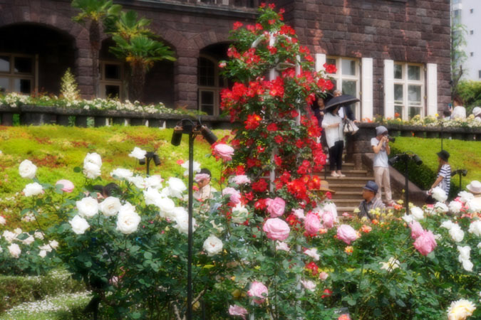 旧古河庭園の薔薇1_a0263109_15194049.jpg