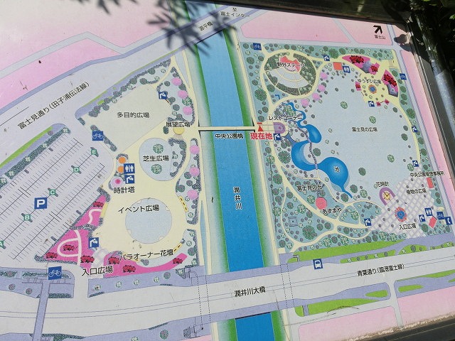 風がさわやか! 30年が経過し、風格が備わった富士中央公園_f0141310_738334.jpg