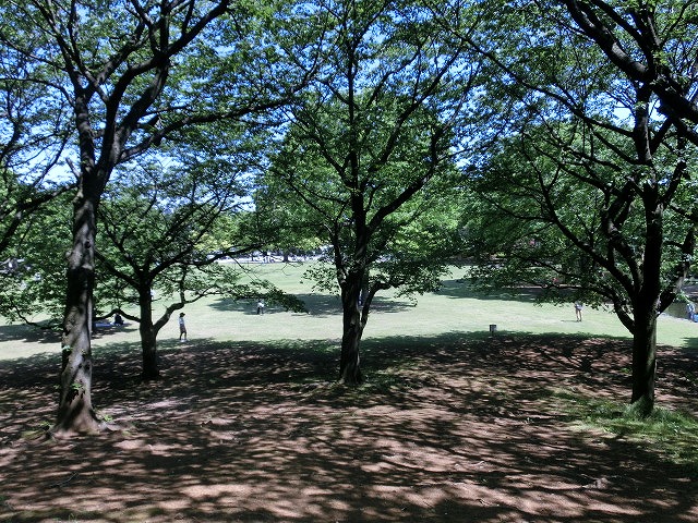 風がさわやか! 30年が経過し、風格が備わった富士中央公園_f0141310_7391758.jpg