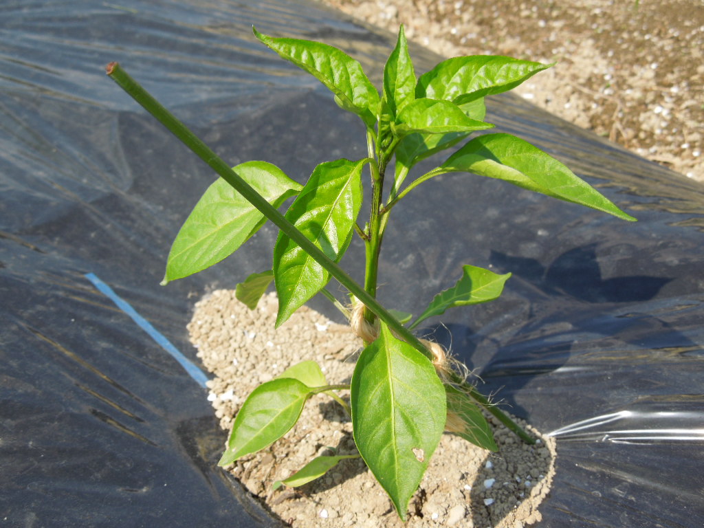 「夏野菜 定植①-2014」_a0120513_19112136.jpg