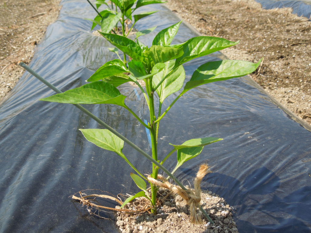 「夏野菜 定植①-2014」_a0120513_19114765.jpg