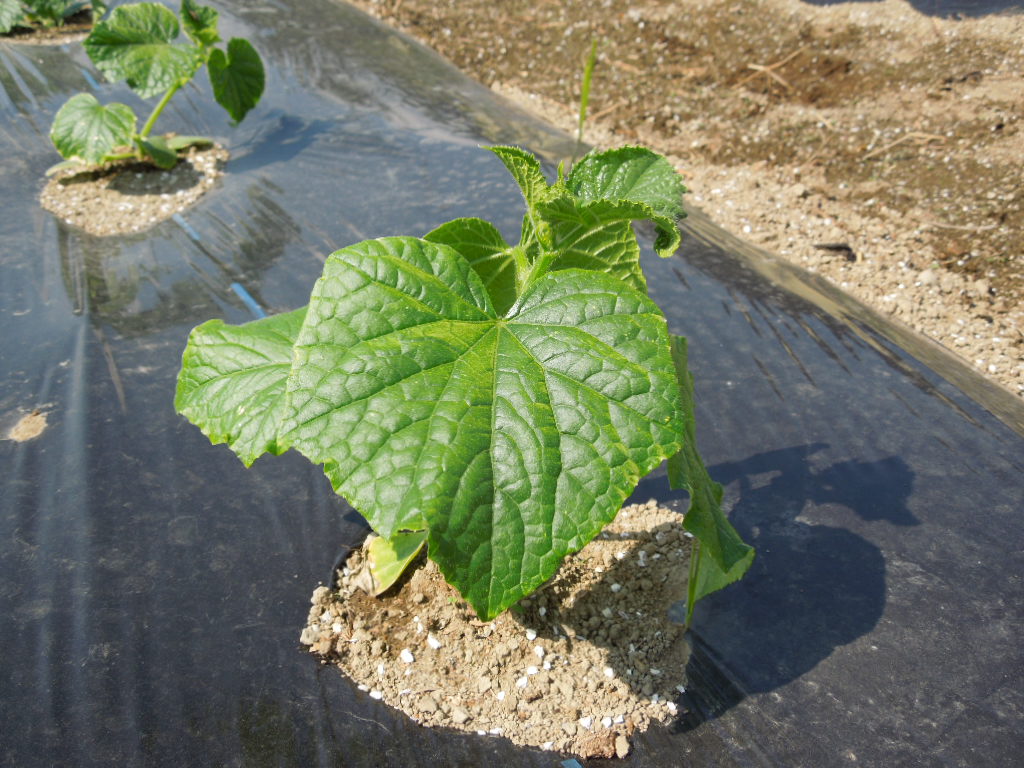 「夏野菜 定植①-2014」_a0120513_1918589.jpg