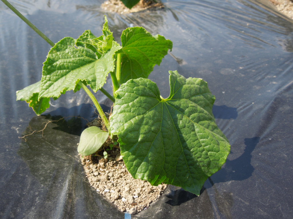 「夏野菜 定植①-2014」_a0120513_19191796.jpg