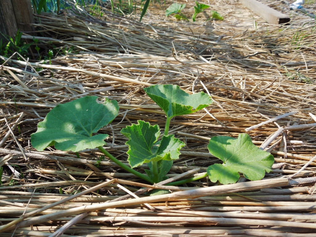 「夏野菜 定植①-2014」_a0120513_19255969.jpg