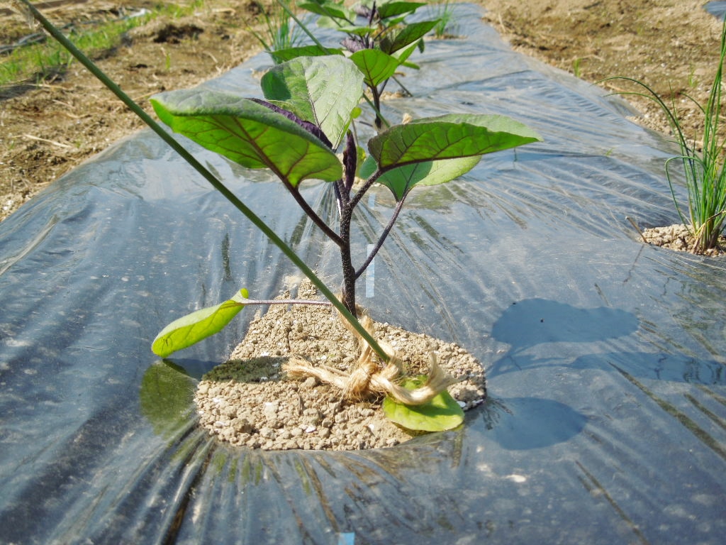 「夏野菜 定植①-2014」_a0120513_1944055.jpg