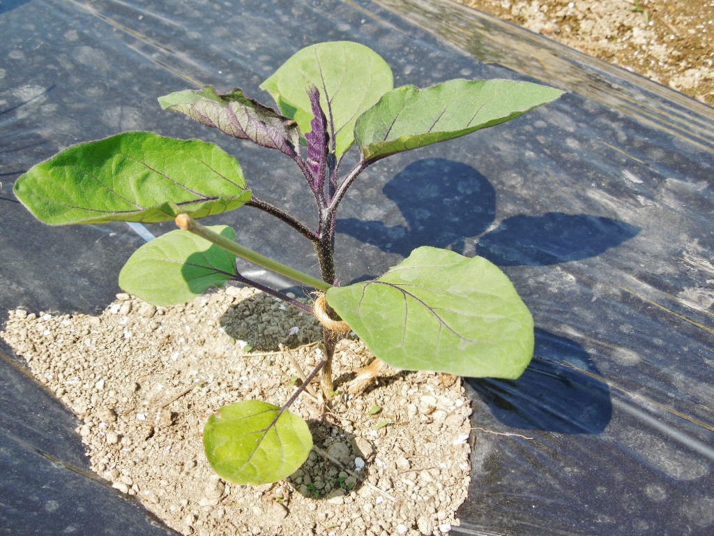 「夏野菜 定植①-2014」_a0120513_1953426.jpg