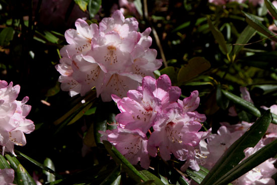 花背 大悲山峰定寺_e0048413_2056236.jpg
