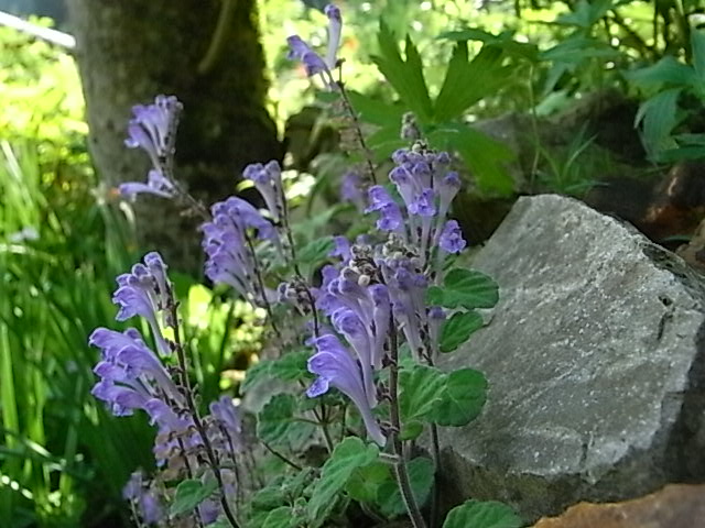 f0341616_5531577.jpg